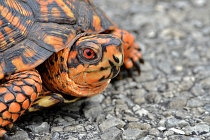reptiles and amphibians